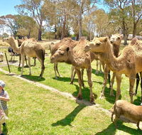 The Funny Farm - Animals / Churchhouse / Amazing Experience - Australian Directory