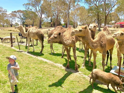 The Funny Farm - Animals / Churchhouse / Amazing Experience - Australian Directory 0