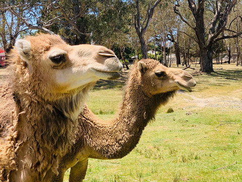 The Funny Farm - Animals / Churchhouse / Amazing Experience - Australian Directory 1