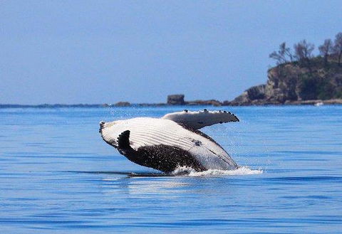 The Huskisson - Australian Directory 2