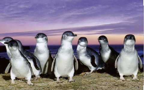 The Island Retreat Ventnor - Australian Directory 2