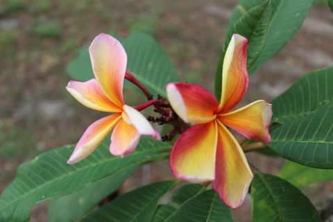 The Ole Gumtree - Kookaburras Nest - Australian Directory 2