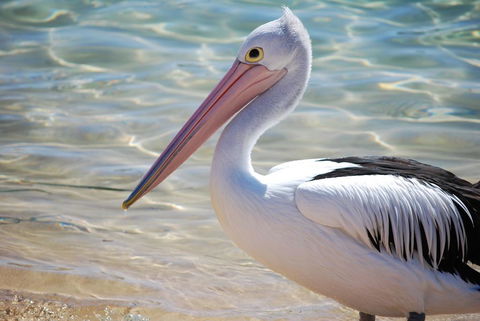 The Peninsular Merimbula - Australian Directory 2