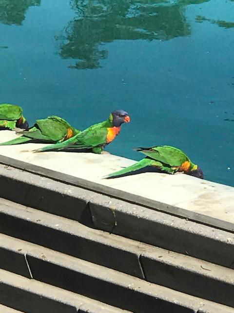 The Pool House - Australian Directory 1