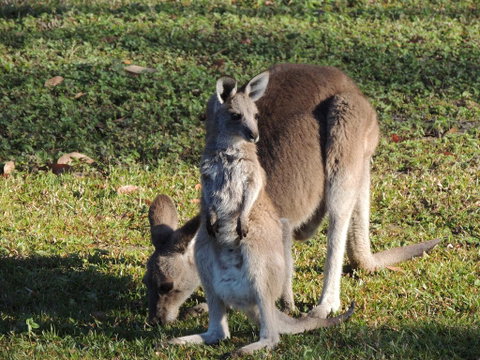 The Pouch B & B - Australian Directory 2