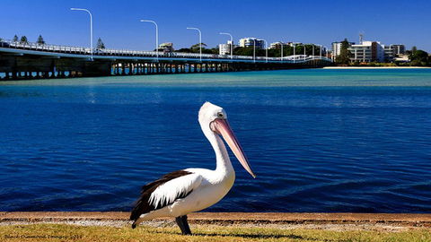 Tokelau 2 - Tuncurry Townhouse - Australian Directory 3