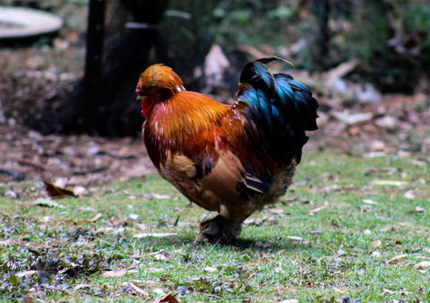 Tomah Retreat - Relax & Heal At UNWIND - Australian Directory 3