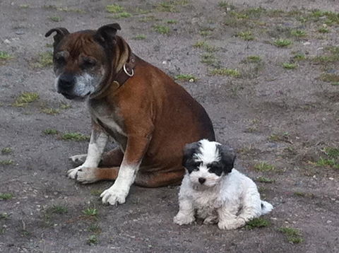 Walcha Royal Cafe & Accommodation - Australian Directory 3