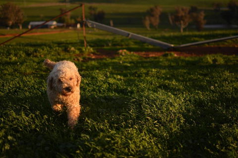 Wantana Cottage Farmstay - Australian Directory 1
