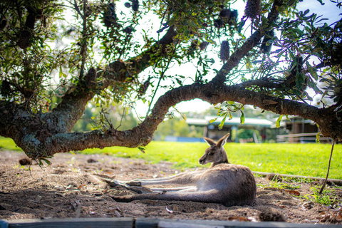 Waterfall Springs Retreat - Australian Directory 1