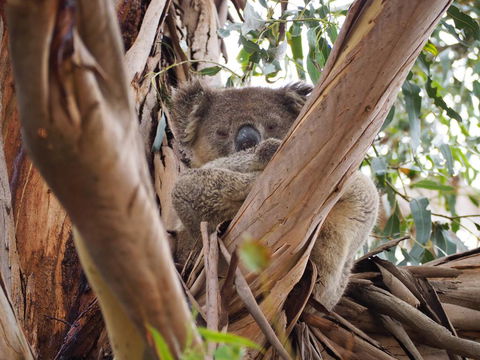 WHITE SHELLS HOLIDAY RENTAL - Australian Directory 1