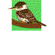 Little Kookas Kingsthorpe Childcare - Australian Directory 0