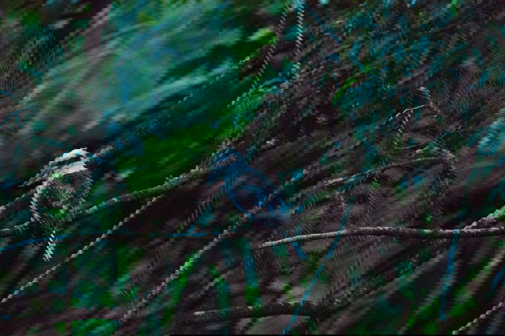 Crediton QLD Australian Directory