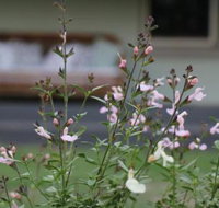 Serendipity on Allyn - Australian Directory