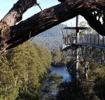 Tahune Air Walk Lodge - Australian Directory