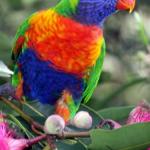 Durras North NSW Australian Directory