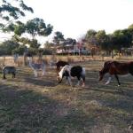 Nepean Bay SA Australian Directory