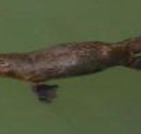 The Pond Cottage - Australian Directory