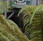 The Wombat Cottage - Australian Directory