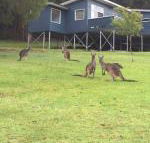 Blue House Denmark - Australian Directory