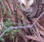 Stringybark Hills Retreat - Australian Directory