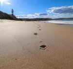 Surfers Paradise at Catherine Hill Bay - Australian Directory