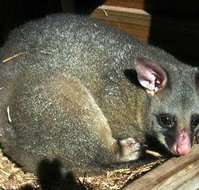 Giba Gunyah Country Cottages - Australian Directory