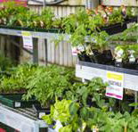 Plants Whitsunday - Australian Directory