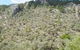 Total Vegetation Management - thumb 2