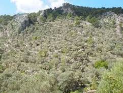 Total Vegetation Management - Australian Directory 2