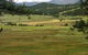 Total Vegetation Management - thumb 3