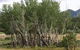 Total Vegetation Management - thumb 4