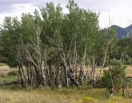Total Vegetation Management - Australian Directory 4
