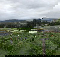 Kareelah Berry Farm - Australian Directory