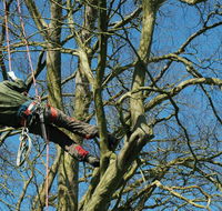 Richmond Valley Tree Services - Australian Directory