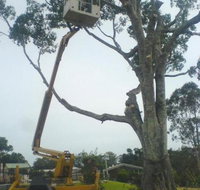 D  M Tree Services - Australian Directory