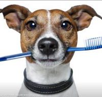 Kingscliff Veterinary Hospital - Australian Directory