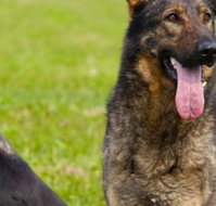 Jason Mansfield - Australian Directory