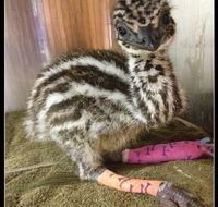Howard Springs Veterinary Clinic - Australian Directory