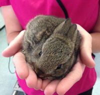 Long Jetty Vet Clinic - Australian Directory