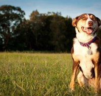 Fletcher Veterinary Practice - Australian Directory