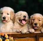 Racecourse Road Veterinary Hospital - Australian Directory