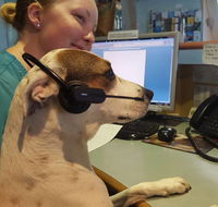 Ballina Veterinary Hospital - Australian Directory