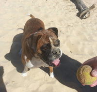 Diamond Beach Veterinary Clinic - Australian Directory