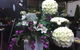 The Flower Palace - thumb 1