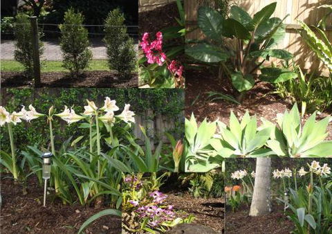 Teven Valley Tea Tree Mulch - Australian Directory 3