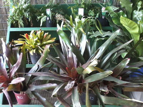 Murwillumbah Landscape Supplies - Australian Directory 1