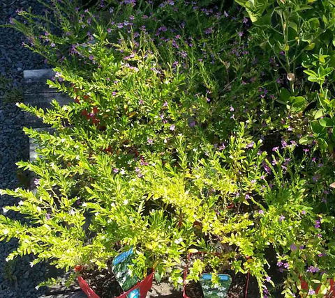Murwillumbah Landscape Supplies - Australian Directory 2