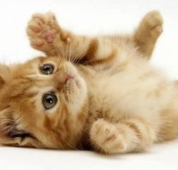 Burnett Mobile Vet - Australian Directory
