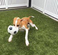 Paw Park Pet Resort - Australian Directory